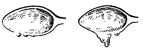 18. Проверка плотности джема: слева - жидкий джем; справа - начинающий густеть